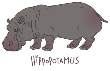 hand drawing illustration of hippo clipart
