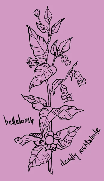 Belladonna plante avec des fleurs — Image vectorielle