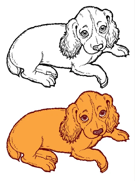 Spaniels cachorros perros — Archivo Imágenes Vectoriales