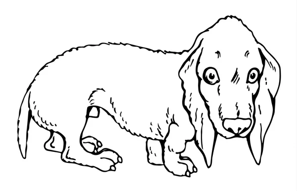 Pes jezevčík ilustrace — Stockový vektor