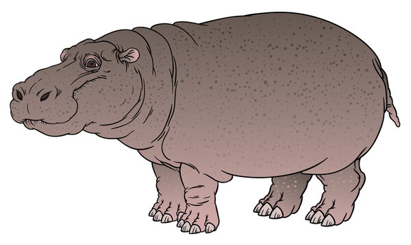 hand drawing illustration of hippo