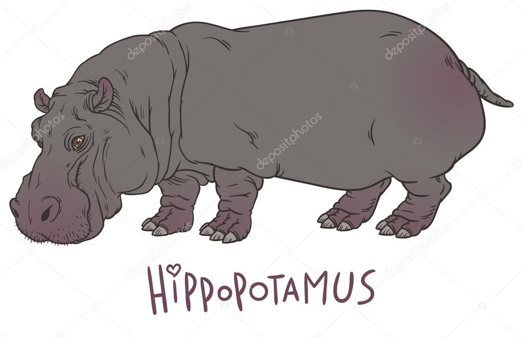 hand drawing illustration of hippo