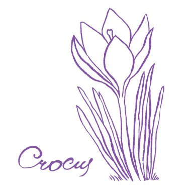 crocuse ile çiçek yaprakları