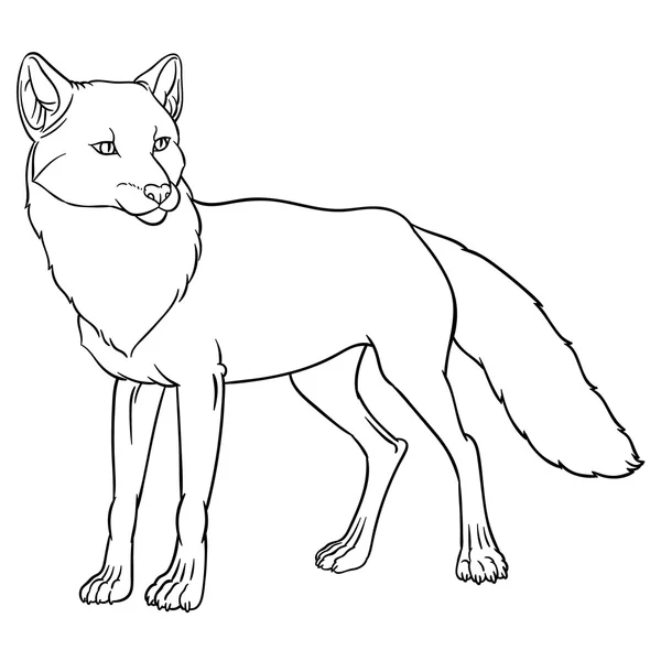 Naturalistic illustration of fox — Stock Vector