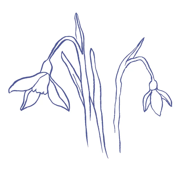 Snowdrops 春の花束 — ストックベクタ