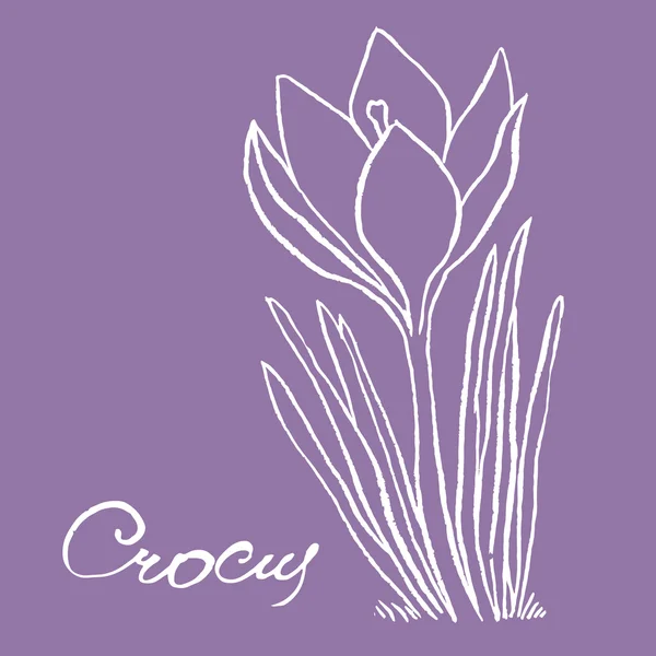 クロッカスの森の花 — ストックベクタ