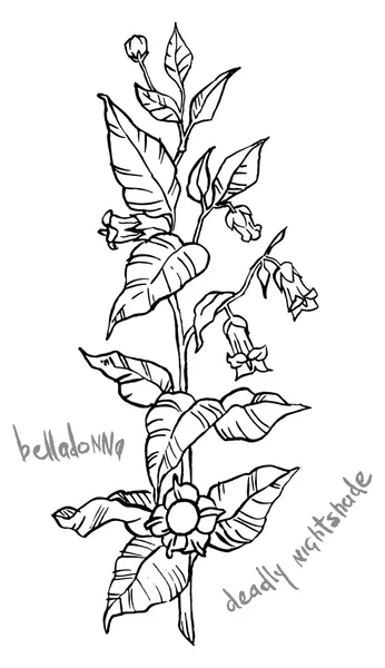 Belladonna pianta con foglie — Vettoriale Stock