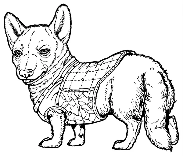 Pembroke welsh corgi — Stockvector