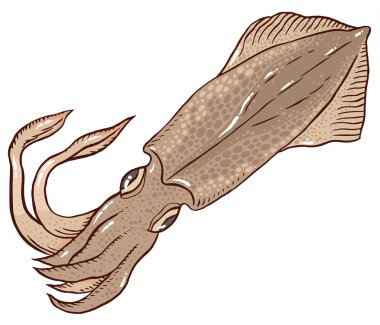 Büyük kahverengi kalamar