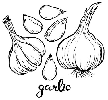 Garlics and cloves of garlic clipart