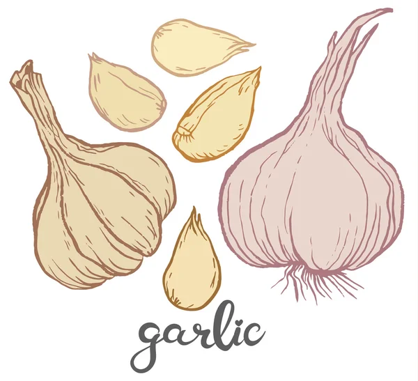 Garlics en teentjes knoflook — Stockvector