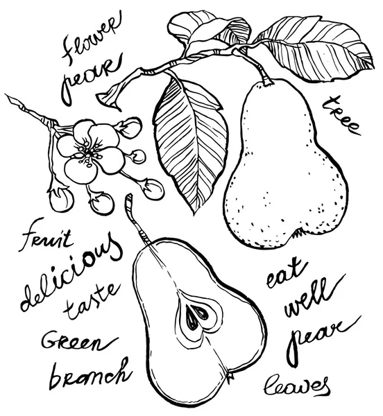 Hand-ritning päron samling — Stock vektor