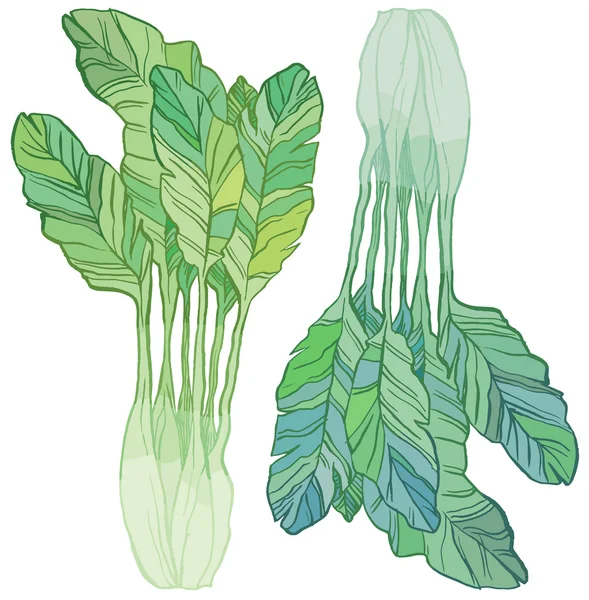 Yeşil salata yaprakları — Stok Vektör