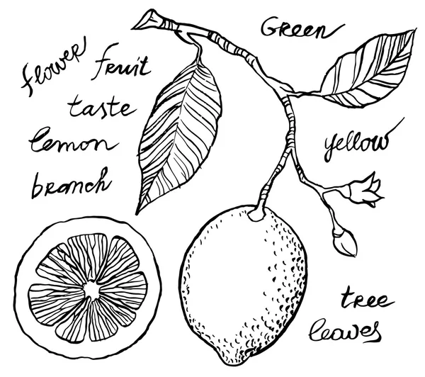 Limón en rama y fruta en rodajas — Vector de stock