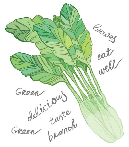 Feuilles de salade verte — Image vectorielle