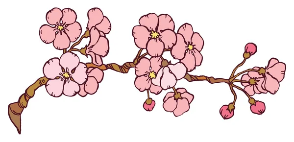 Branche cerise ou sakura du Japon — Image vectorielle