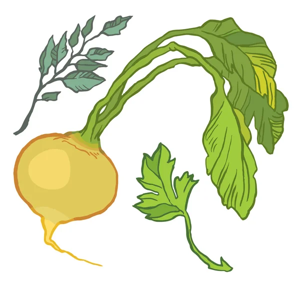 Yellow turnip with leaves — Stock Vector