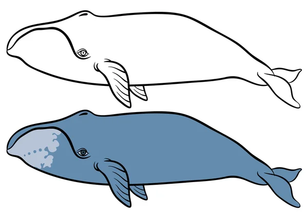 Baleines tirées à la main — Image vectorielle