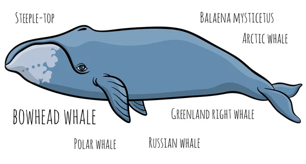Cabeza de bovino o ballena de Groenlandia — Vector de stock