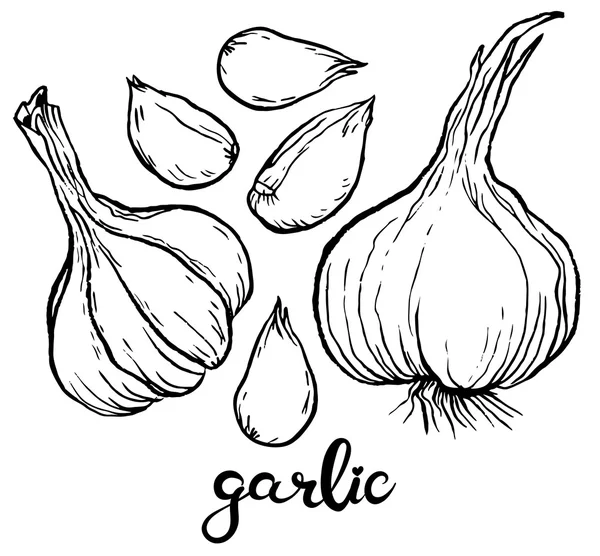 Garlics en teentjes knoflook — Stockvector