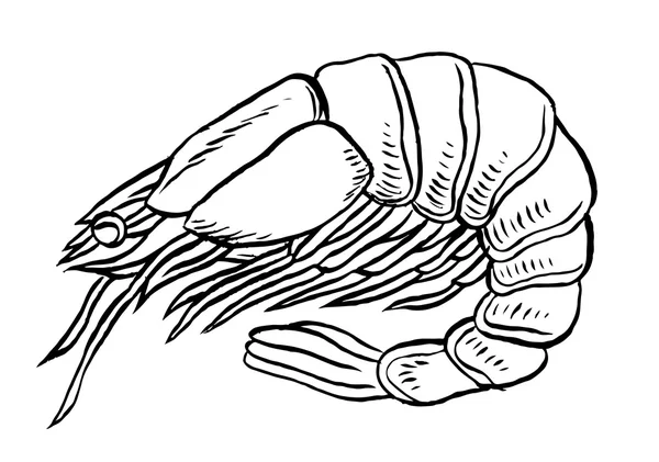 Camarão cozido ou camarão —  Vetores de Stock