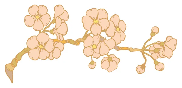 Sucursal de sakura de cereza o Japón — Vector de stock