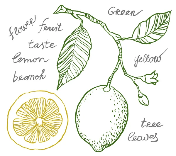 Limón en rama y flores — Vector de stock