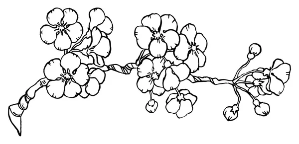 Kers of japan sakura branch — Stockvector