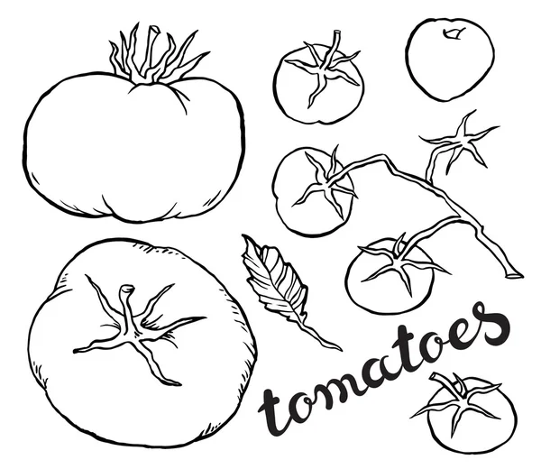 Hand drawing tomatoes — Stock Vector