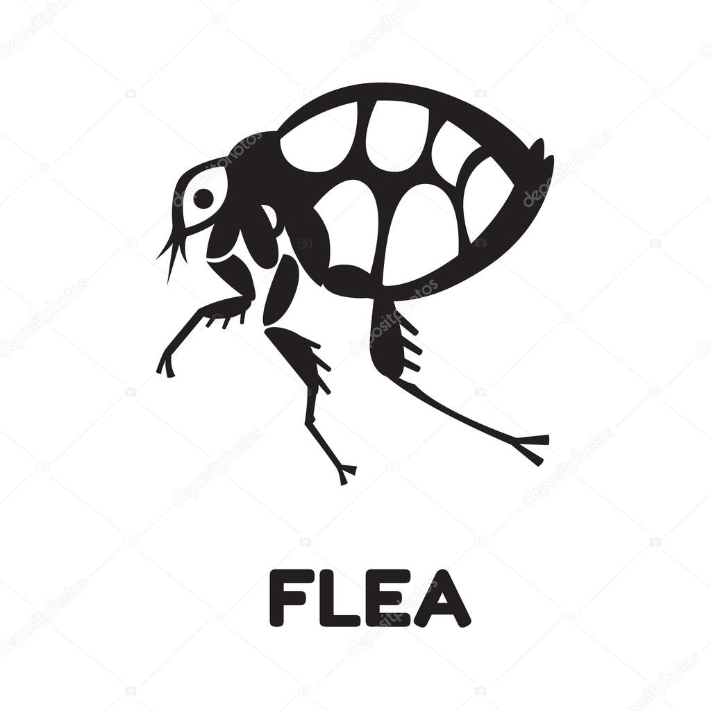 flea home insect parasite illustration