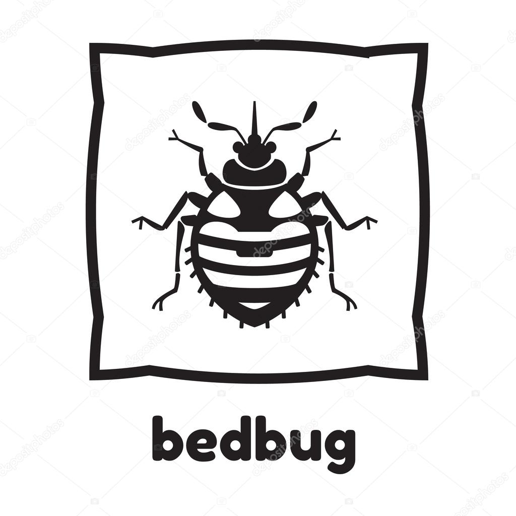 Home bedbug illustration