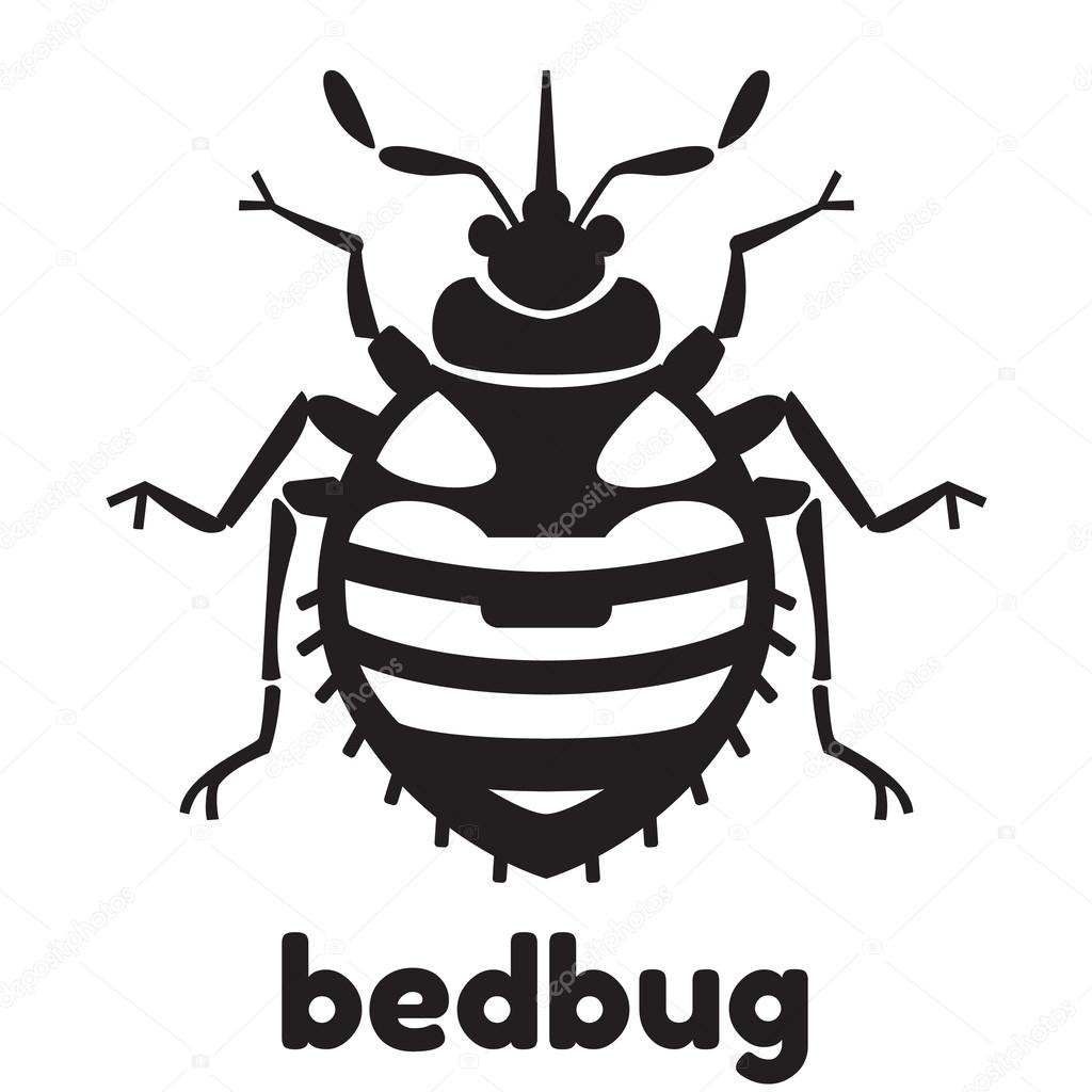Home bedbug illustration