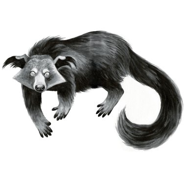 binturong - hayvan illüstrasyon