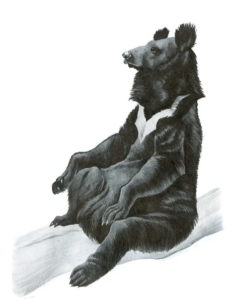 Asiático negro oso — Foto de Stock