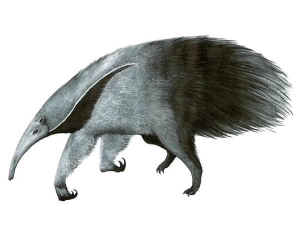 Giant anteater bläck hand-ritning illustration — Stockfoto