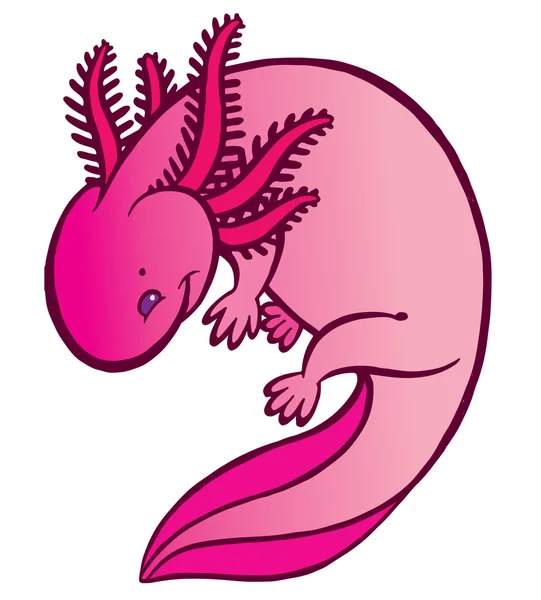 Mexicanum axolotl - djur illustration — Stock vektor