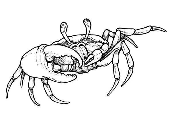 Cangrejo de línea dibujada a mano — Archivo Imágenes Vectoriales