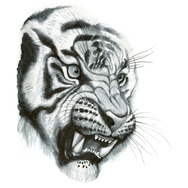 Τίγρη, κεφάλι πορτρέτο — Φωτογραφία Αρχείου