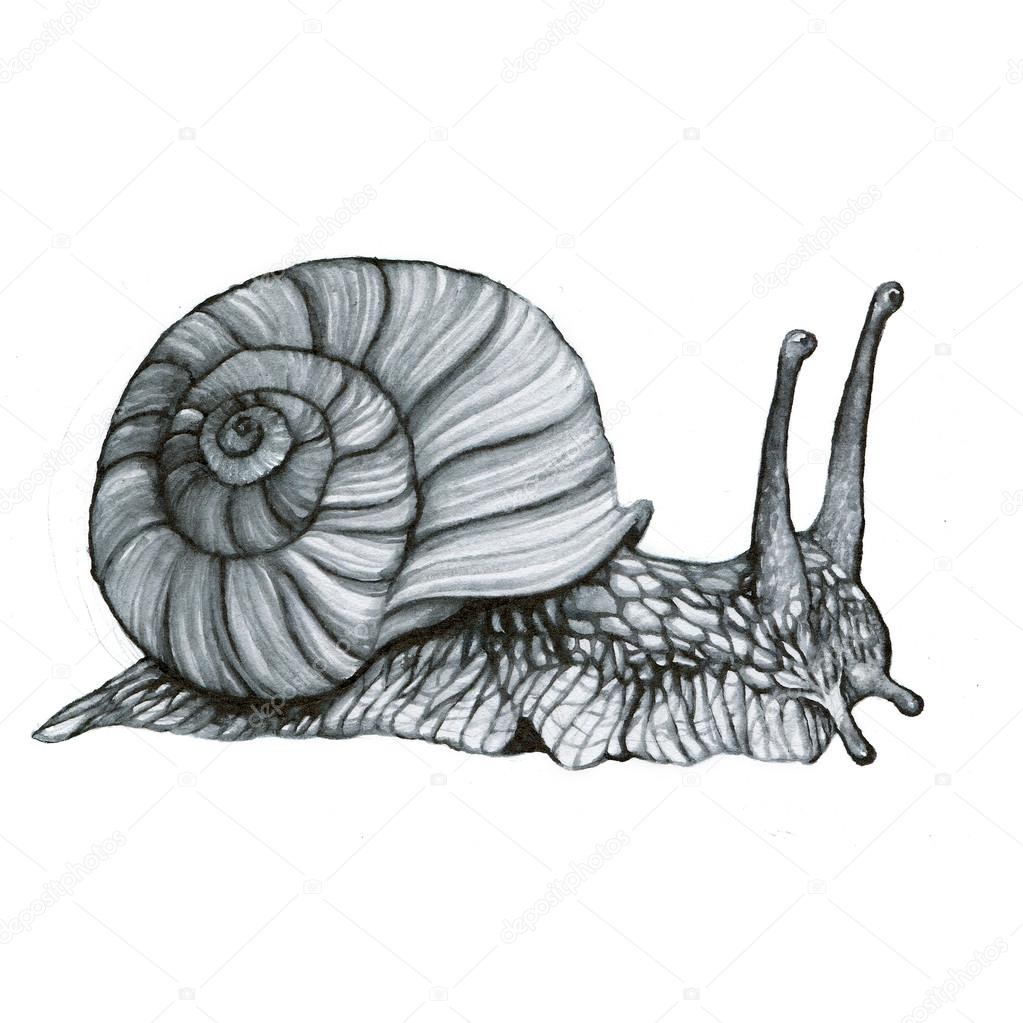 Snail handdrawing watercolor illustration — Stock Photo © AnnaSuchkova
