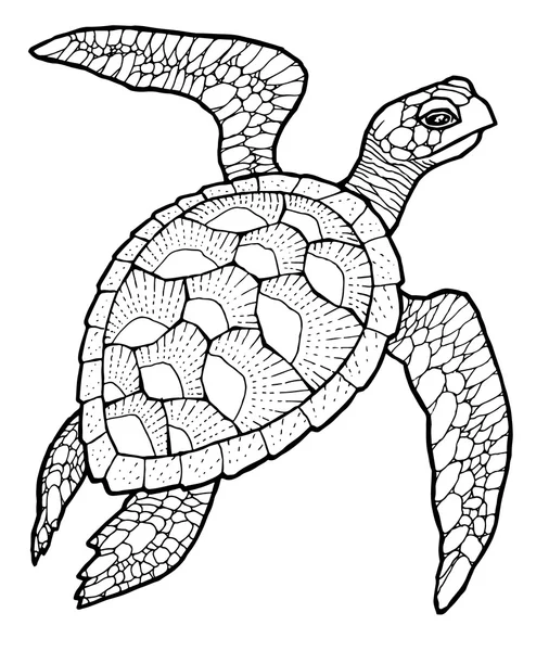 Black And White Sea Turtle Drawing.