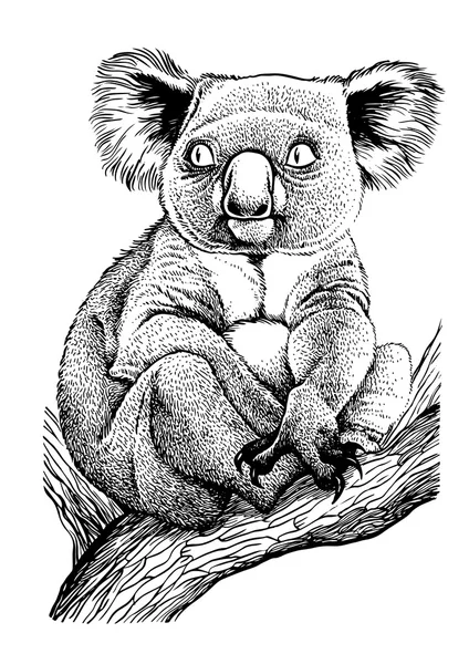 Koala duduk di cabang pohon - Stok Vektor