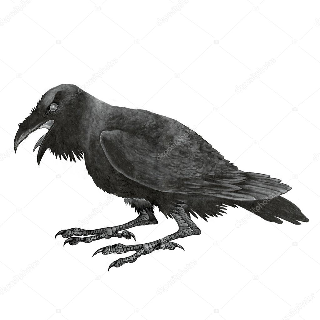 Black raven or corbie