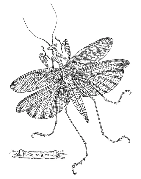 Vector drawing mantis — Stock Vector