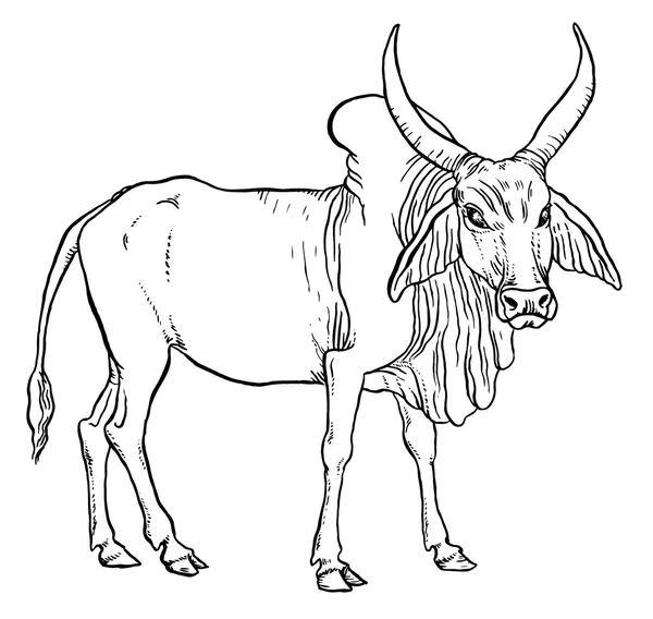 Zebu indický kráva — Stockový vektor