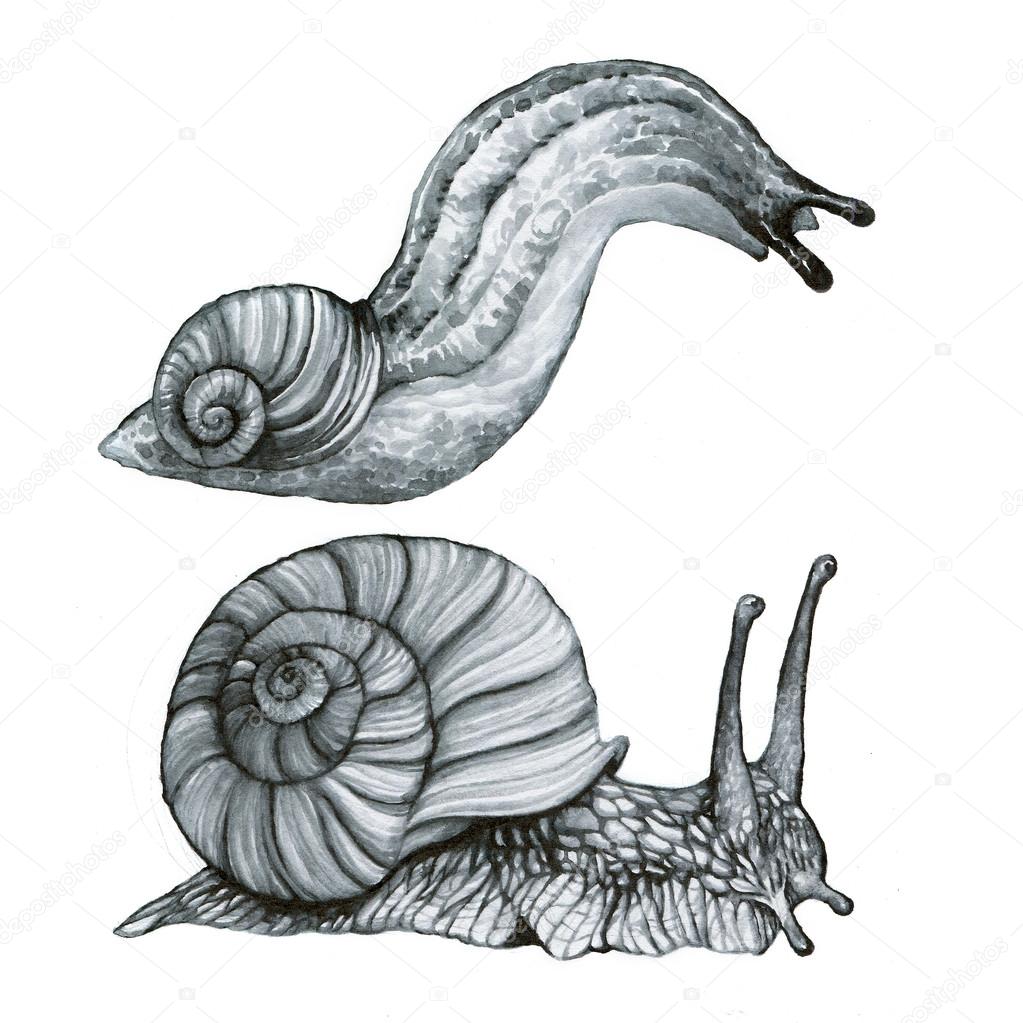 Snail and Slug or semi-slug