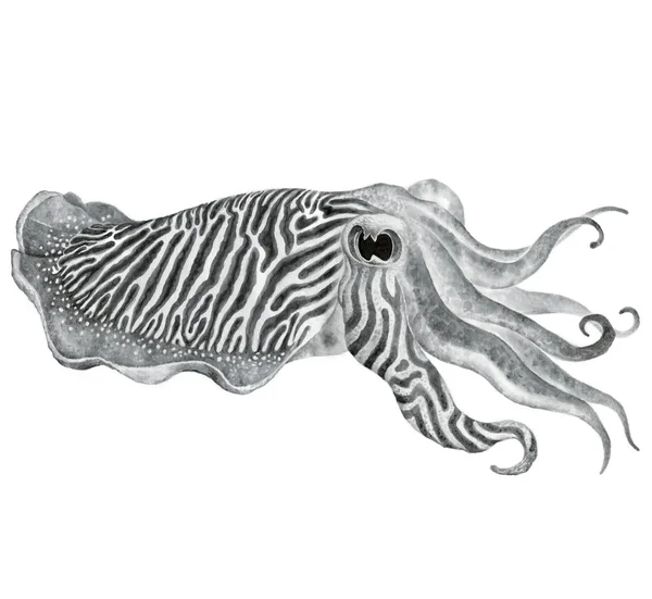 Striped cuttlefish ink watercolor drawing — Stock Photo, Image