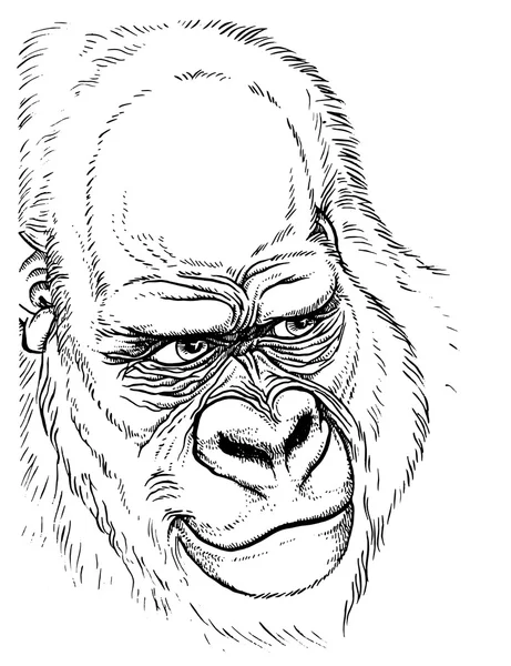 Gorilla portret - hand lijntekening — Stockvector