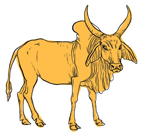 Vaca zebu indiana —  Vetores de Stock
