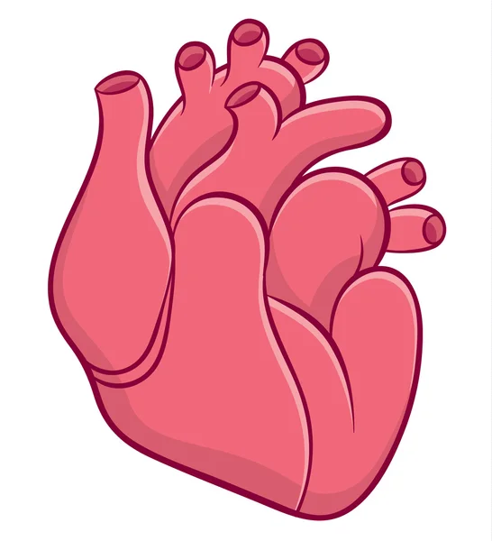 Naturalistic real heart — Stock Vector