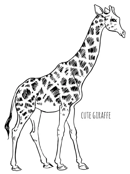 Giraffa disegno a mano — Vettoriale Stock